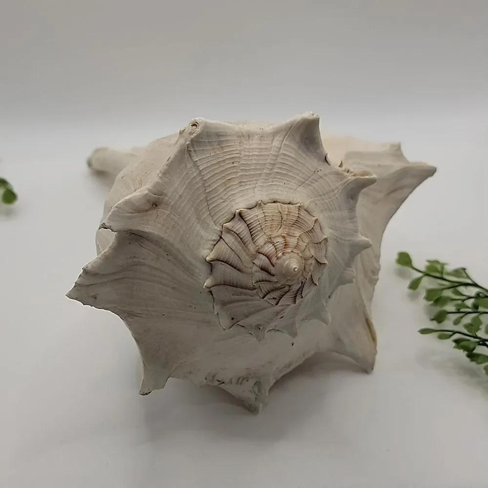 Vintage Conch Shell Left Handed Lightning Welk Coastal Decor